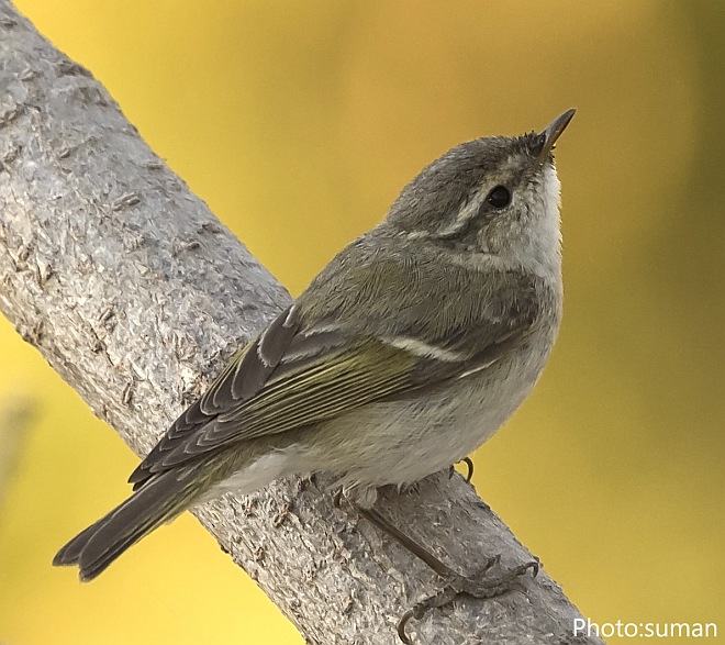 Hume's Leaf Warbler